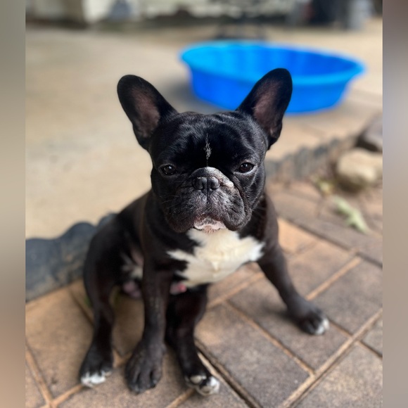 Meet your Posher, Amanda - Picture 2 of 2